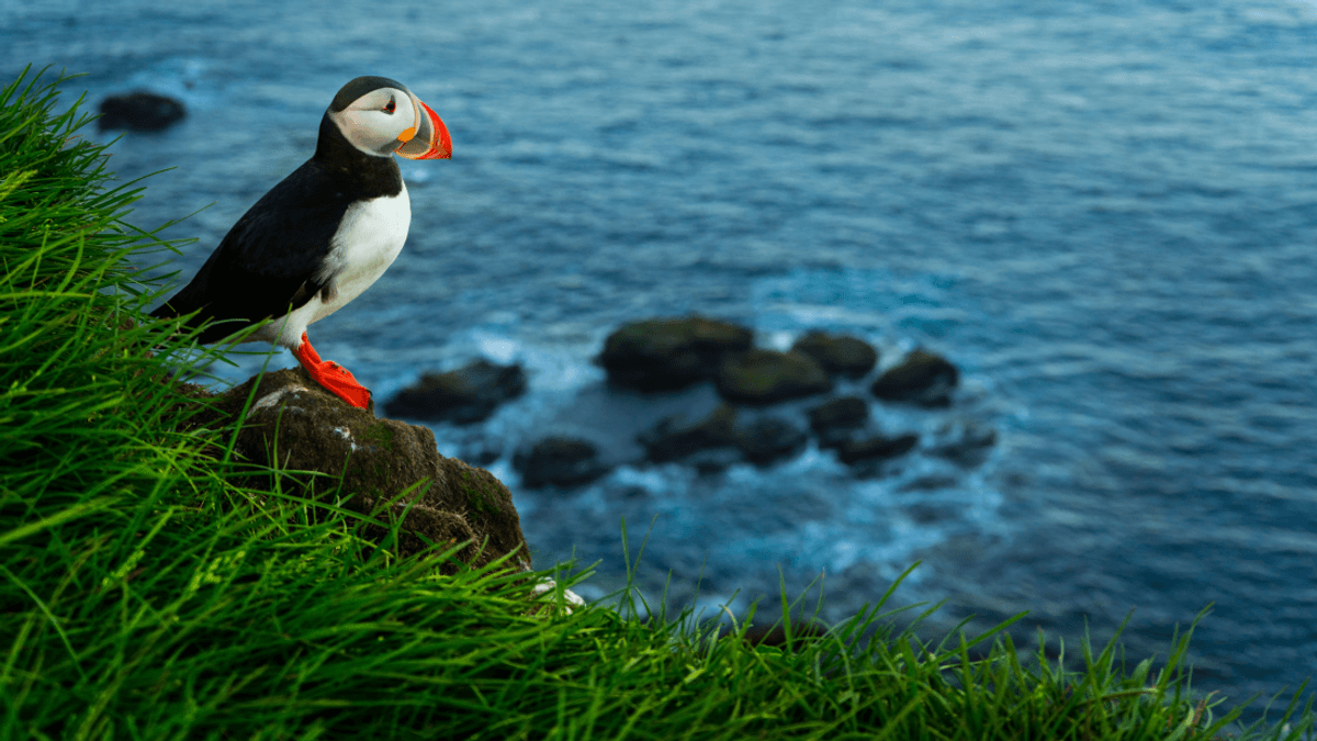 Why Are People In Iceland Throwing Baby Puffins Off Of Cliffs?