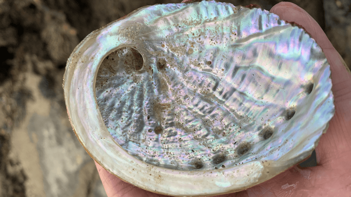 Precious Abalone, A Rare Pearl-Producing Snail, Just Got A New Species