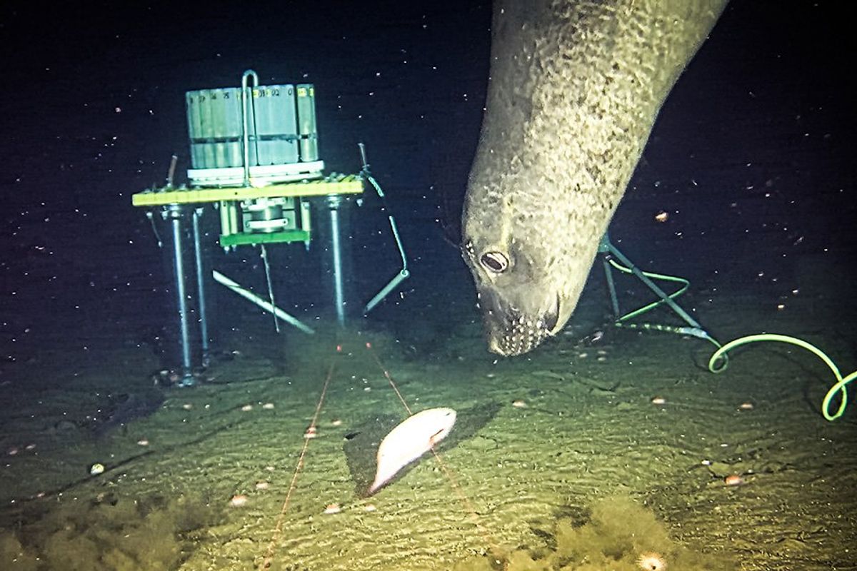 Scientists Accidentally Catch Sneaky Seals Exhibiting A Smart Behaviour In Deep Sea