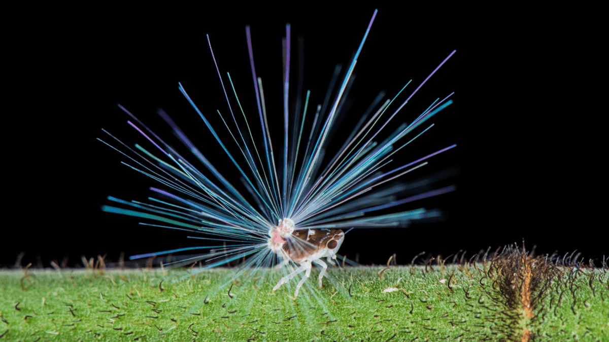 You Are Not Ready For The Wacky Waxy Displays Of Planthopper Nymphs