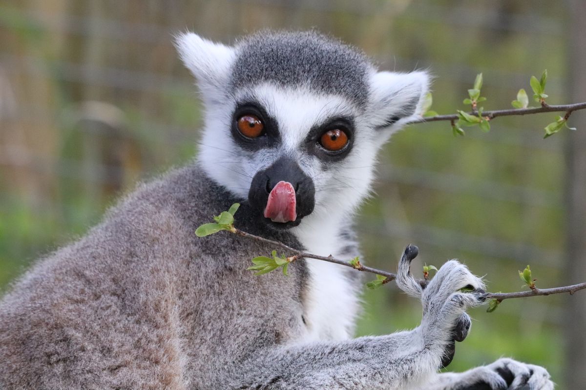 Yes, Lemurs Really Do Have Two Tongues – But Why?