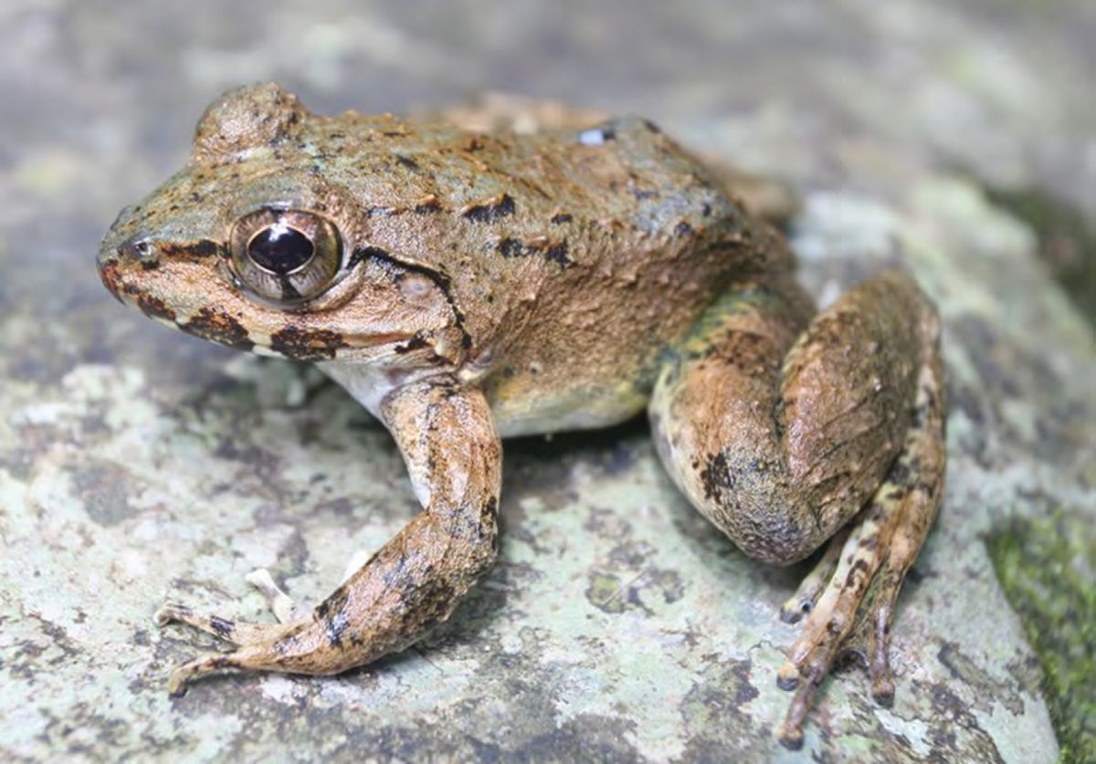 New Fanged Fighting Frog Species Found Hopping About In The Philippines