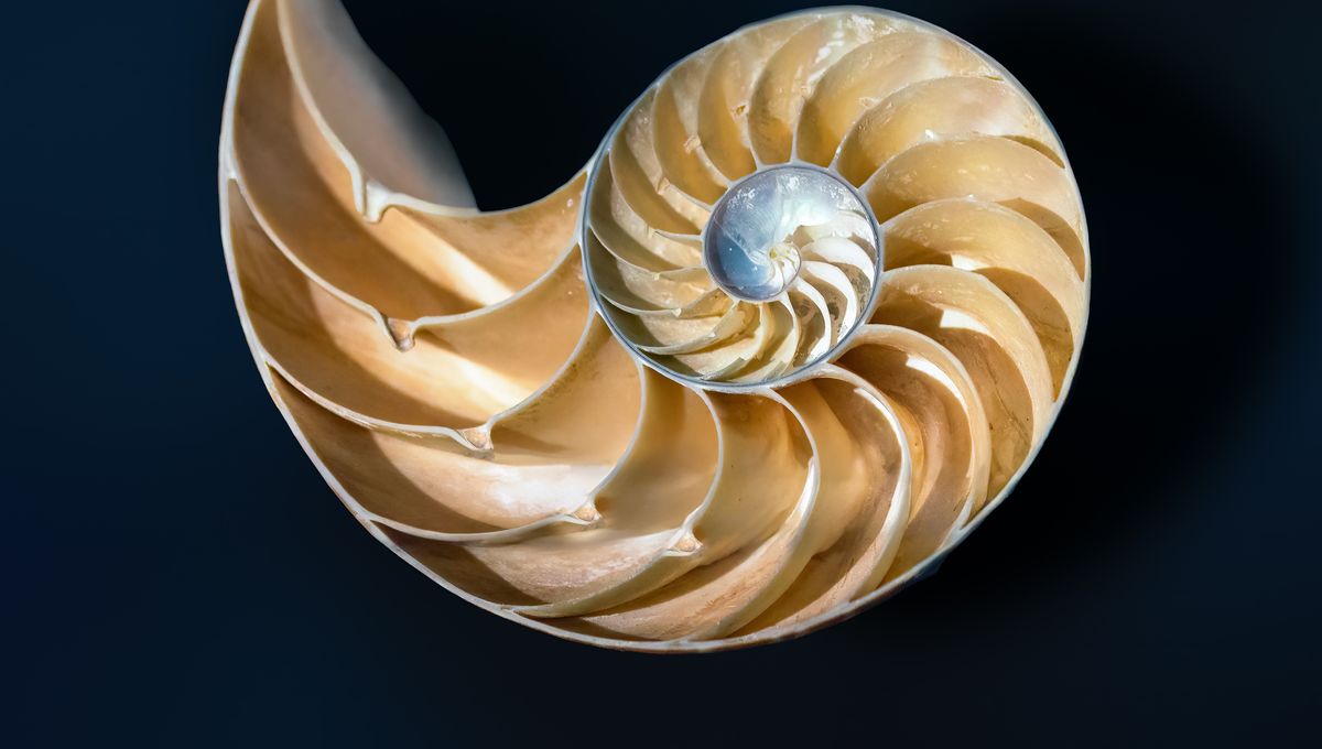 Neal's Shape Mathematicians Just Discovered A Whole New Class Of Shape | IFLScience