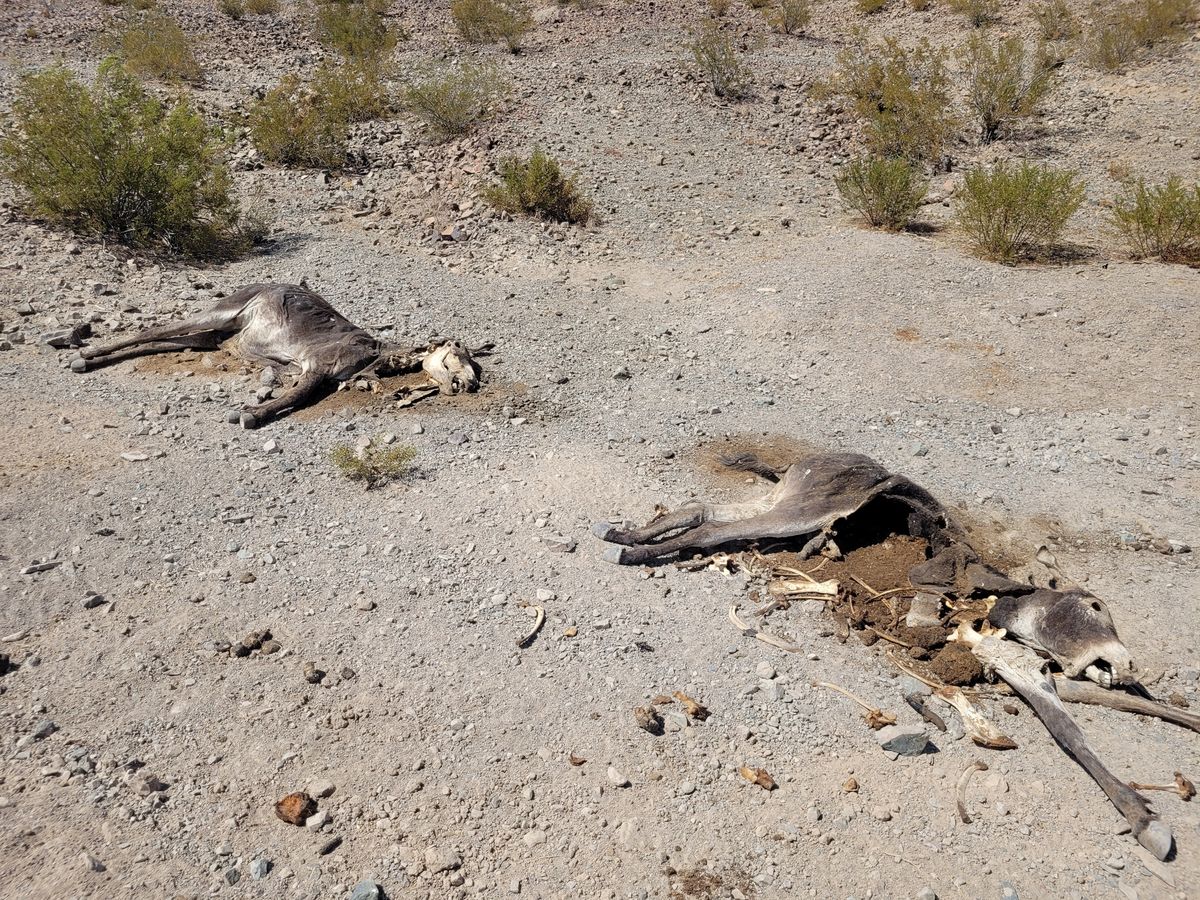 At Least 11 Donkeys Have Dropped Dead In Death Valley From Toxic Algae Bloom