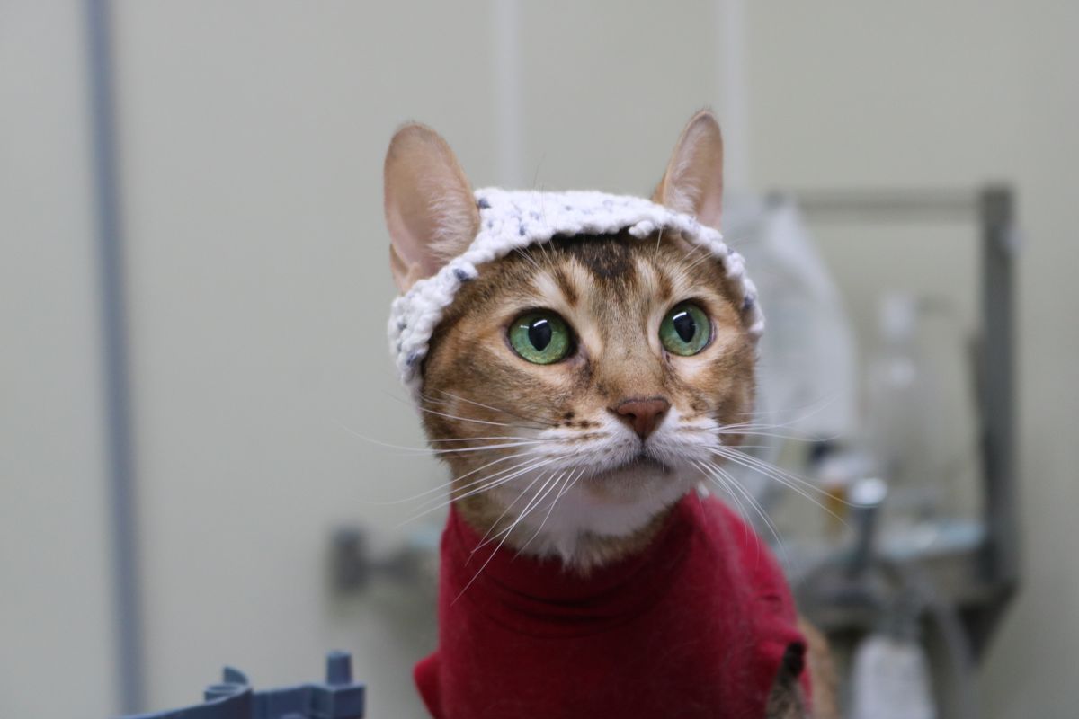 Cats Wearing Adorable Crochet Hats Teach Researchers About Chronic Pain