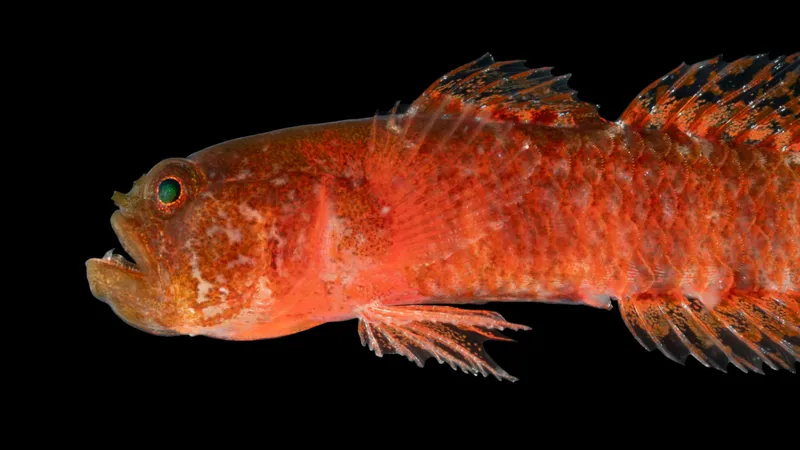 a grumpy dwarfgoby about the size of a grape that's red in color