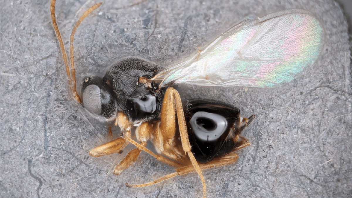 Jabba The Hutt Wasp Among 22 New Species Of Parasitic Gall Raiders