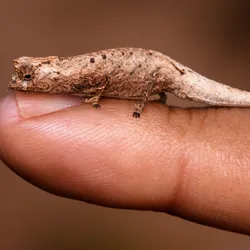 その他 Swedish Chameleon SC3 Tiny brookesia-nofy-t.webp