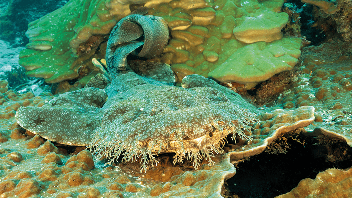 Tasselled Wobbegongs: Camouflaged Carpet Sharks Of Coral Reefs