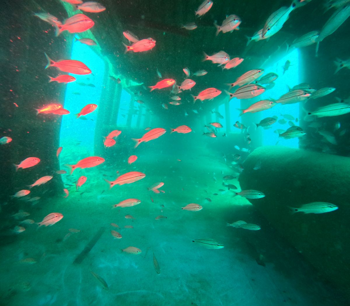 Two Railcars Were Dumped Off The US Atlantic Coast – And Marine Life Is Thriving