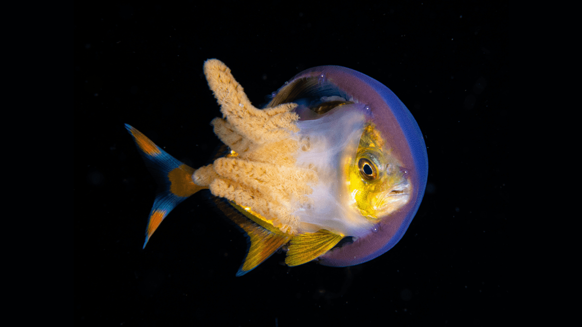 Animal Armor? This Fish Wears A Jellyfish For Protection