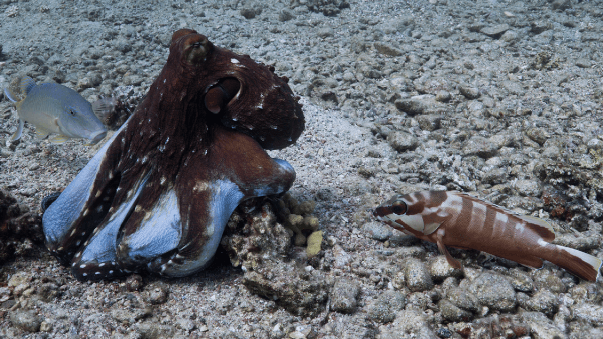 Octopuses Form Hunting Packs With Fish, But Sometimes Sucker-Punch Their Comrades