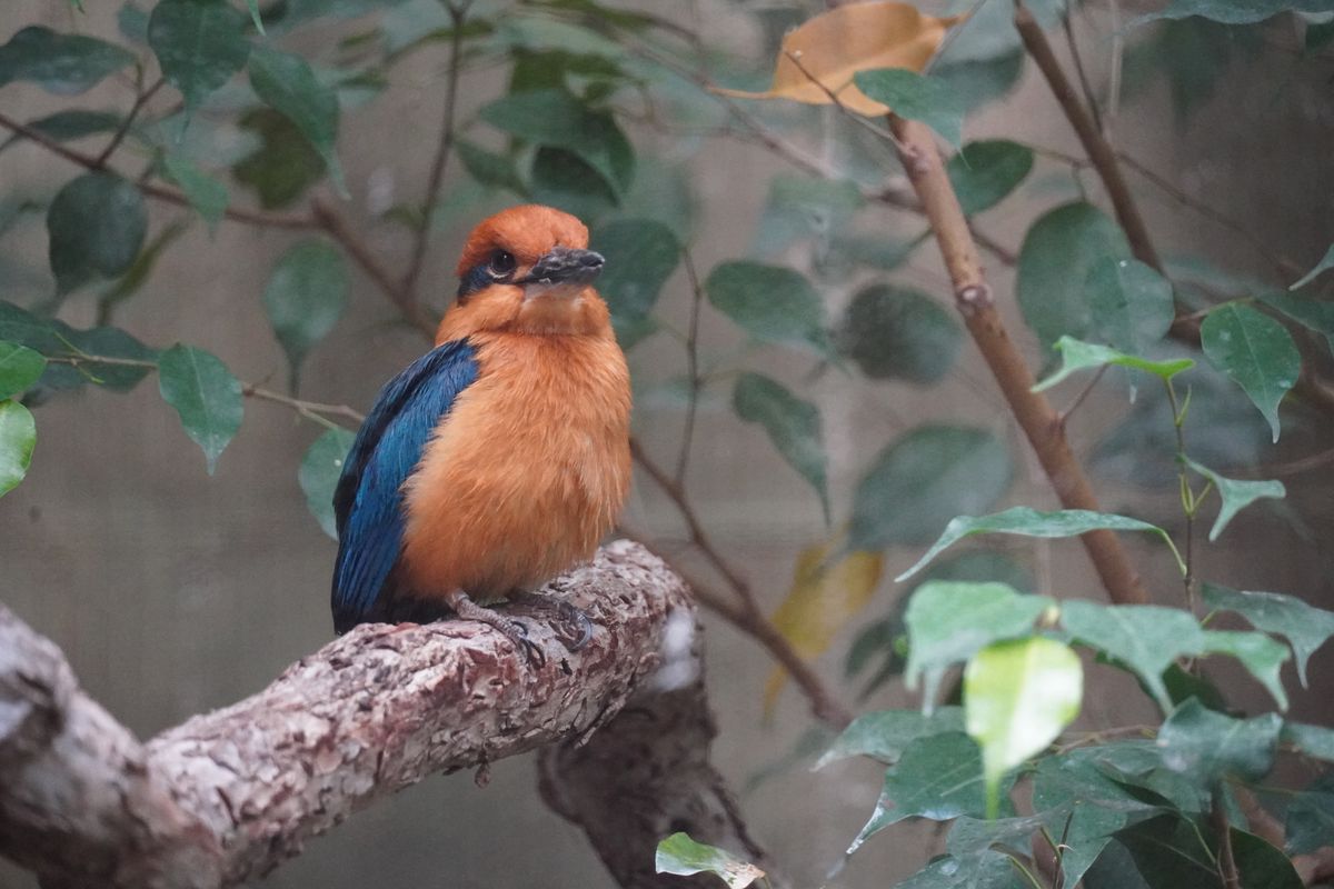 Hand-Reared Guam Kingfishers Released After Being Extinct In The Wild Since 1988