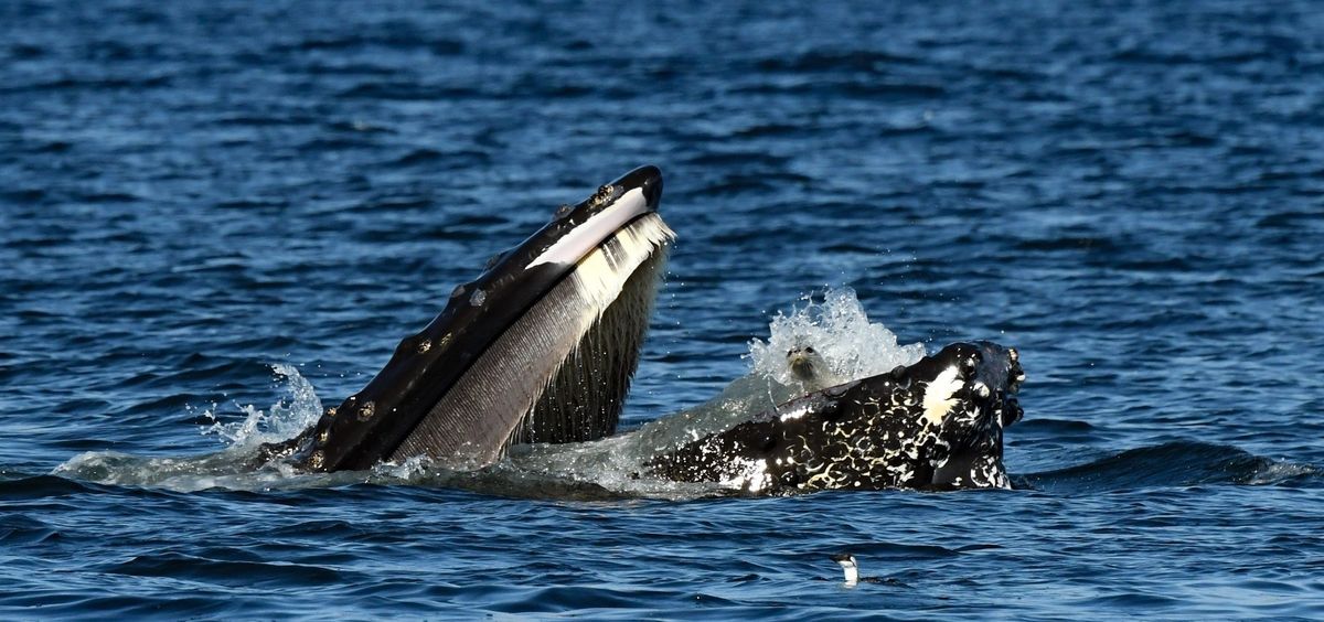 Harbor Seal Has Very Bad Day When Humpback Whale Nearly Swallows It Whole