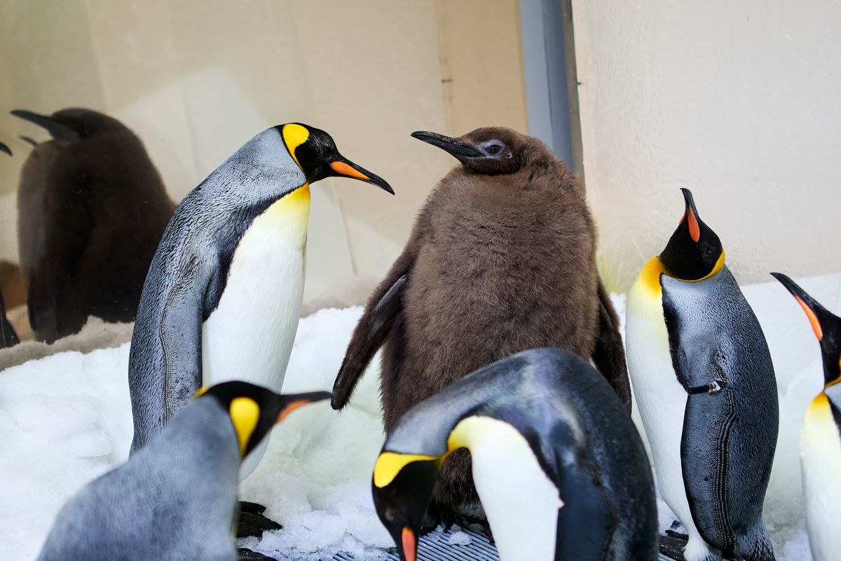 Meet Pesto: Baby Penguin, Internet Superstar, And An Absolute Unit