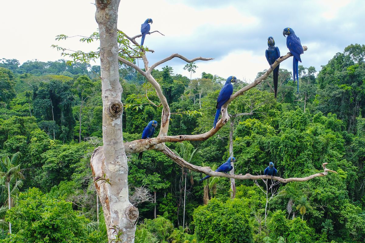 High Above The Amazon Rainforest, A "Shocking" Discovery Of Airborne Forever Chemicals