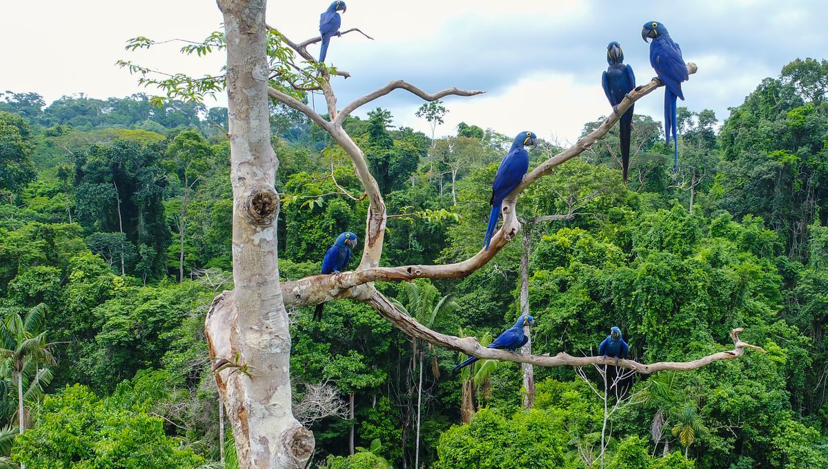 Amazon Above High Above The Amazon Rainforest, A