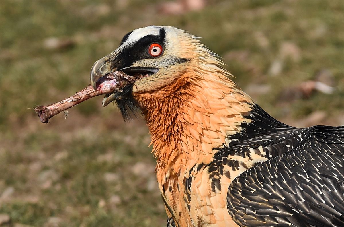 Lammergeier: The Bearded Vulture Is A Bone-Eating Badass That Bathes In Iron