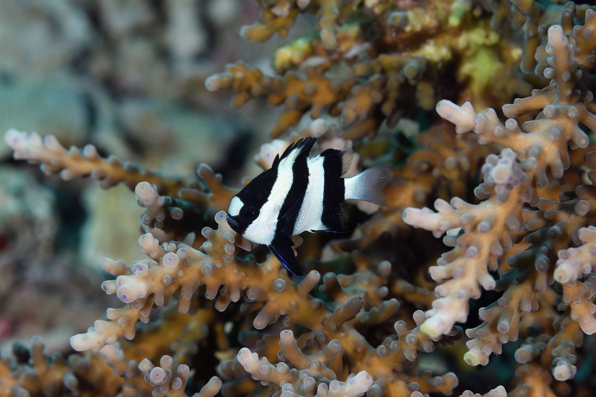 Underwater Humbug Confuses Predators By Giving Them The Ol’ Razzle Dazzle