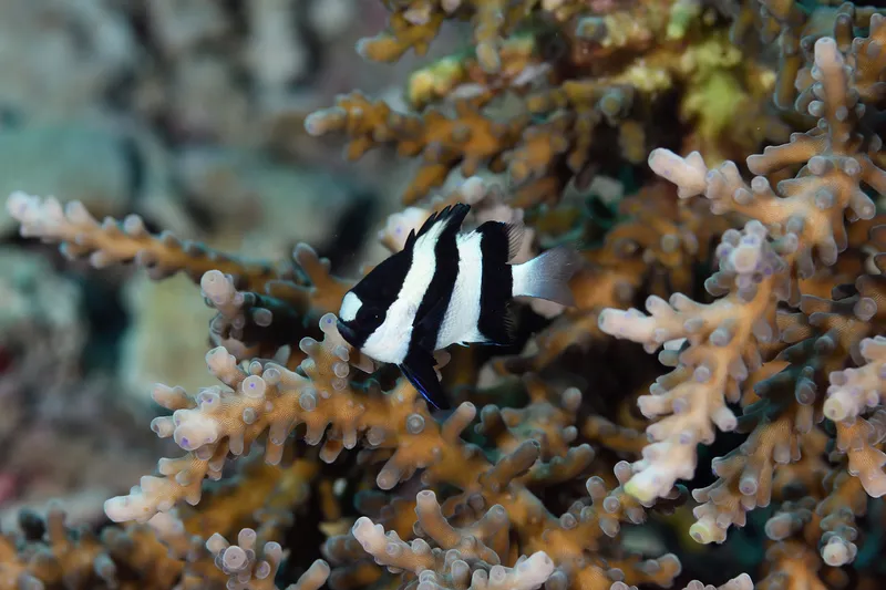 photograph of a black and white striped fish, coral in the background
