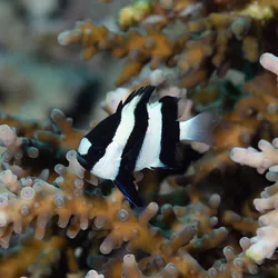photograph of a black and white striped fish, coral in the background