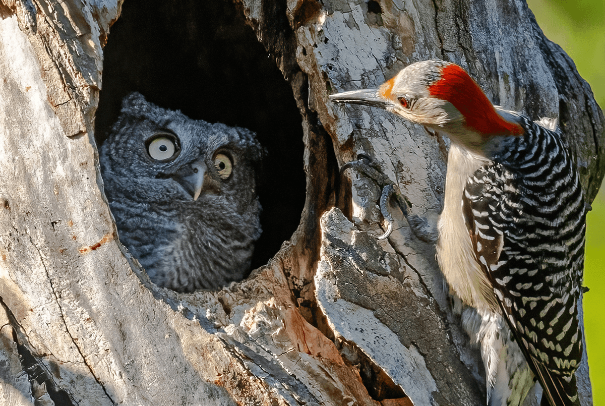 Goofy Seals, Bird Fails, And A Curious Ant: Finalists For Comedy Wildlife Photography Awards 2024