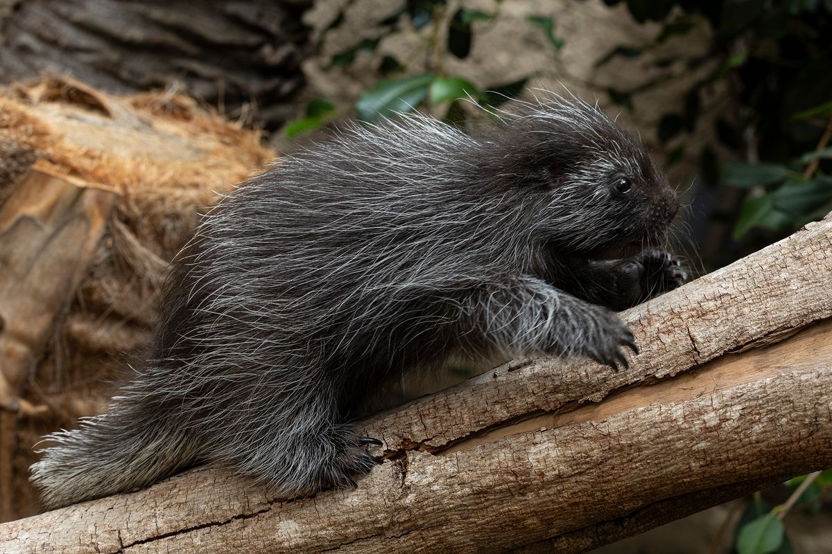Porcupine Baby Born By C-Section Is The Most Adorable Thing We've Seen Maybe Ever