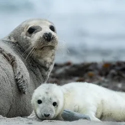 An adult grey seal lies next to a fluffy white grey seal pup on a beach.