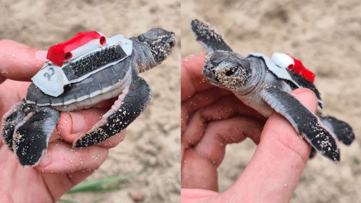 Turtles With Backpacks Solve Mystery Of How Hatchlings Get Out Of The Sand