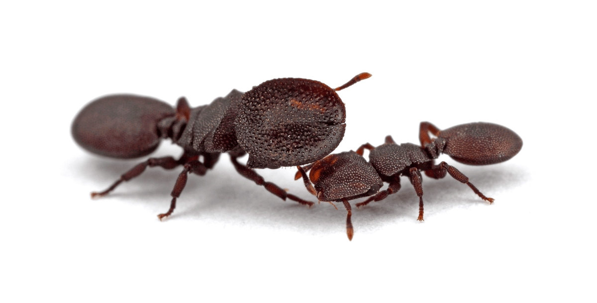 Meet Turtle Ants: The Insects Whose Ridiculous Noggins Double-Up As Doors