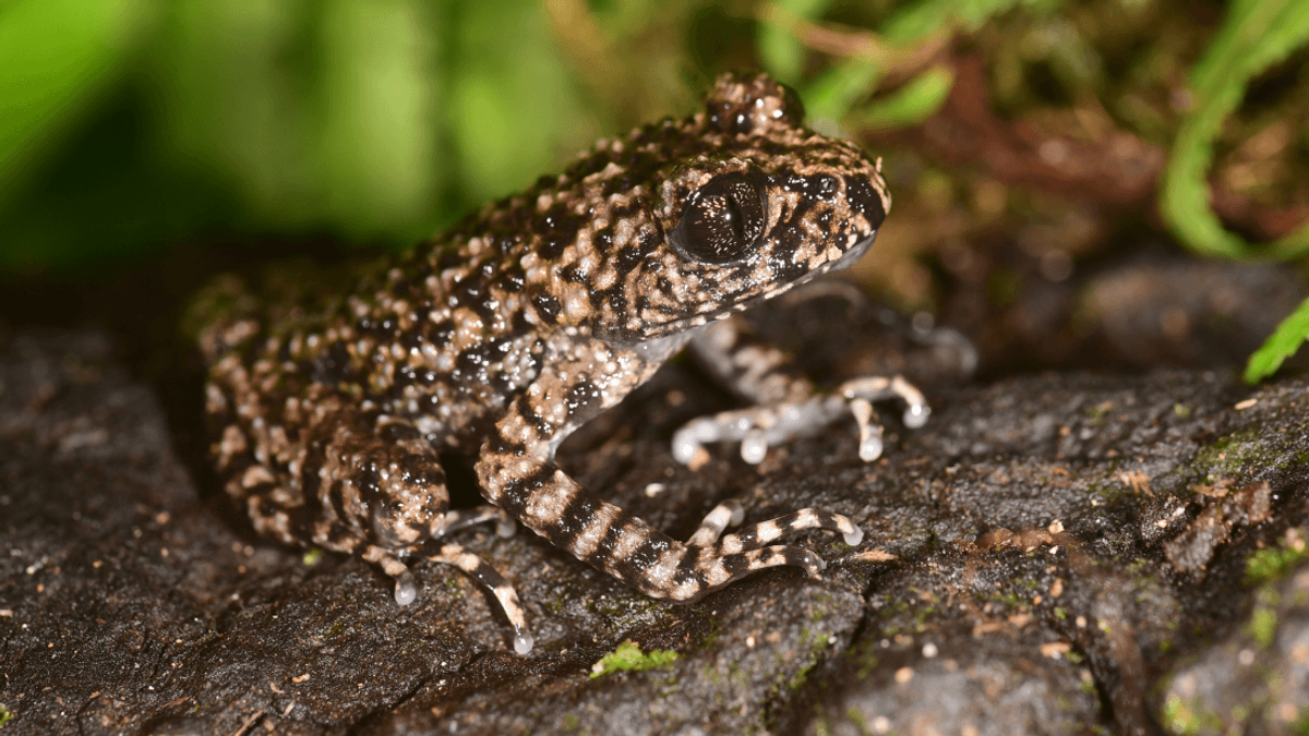 New Toothed Toad Species Surprises Scientists On Expedition To Vietnam’s “Froggy Hotspot”
