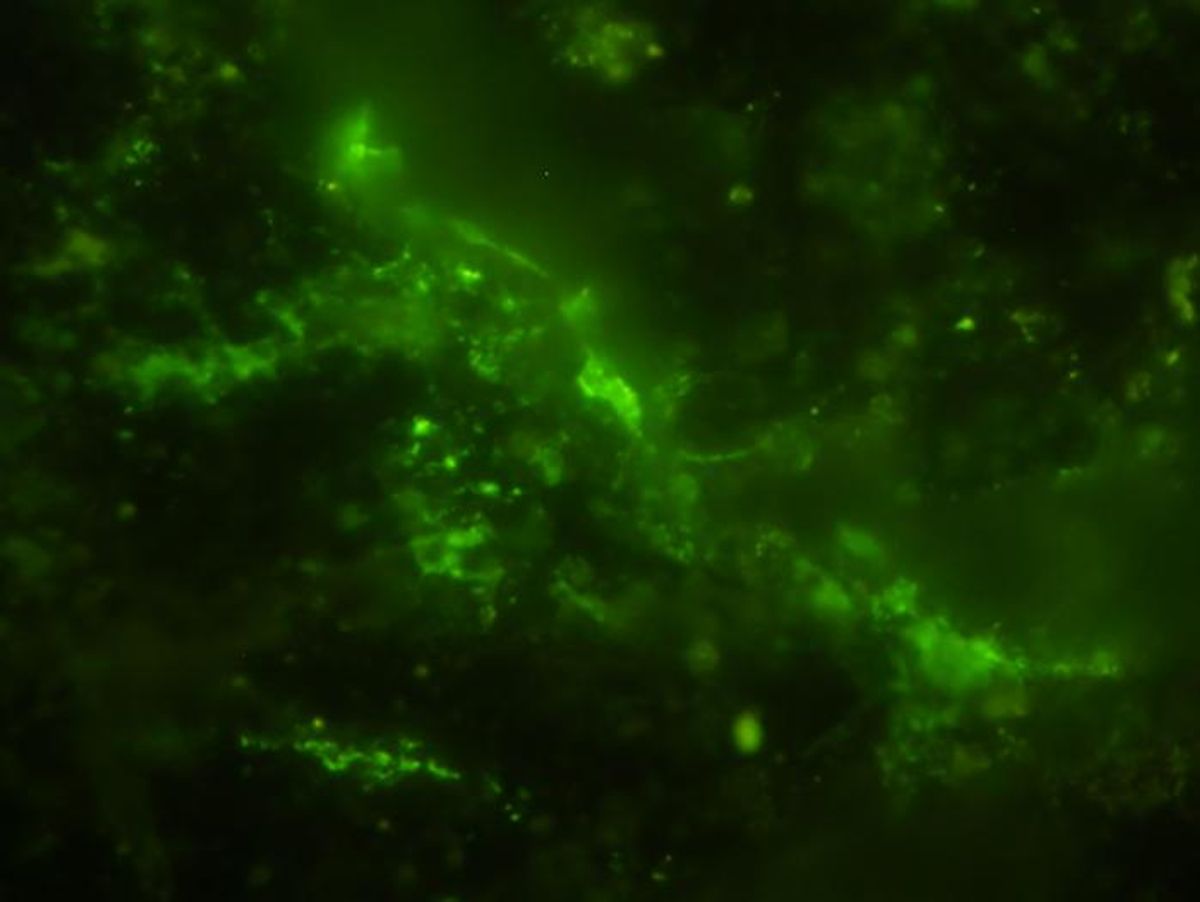 2-Billion-Year-Old Rock Found Harboring Microbes – And They’re Still Alive