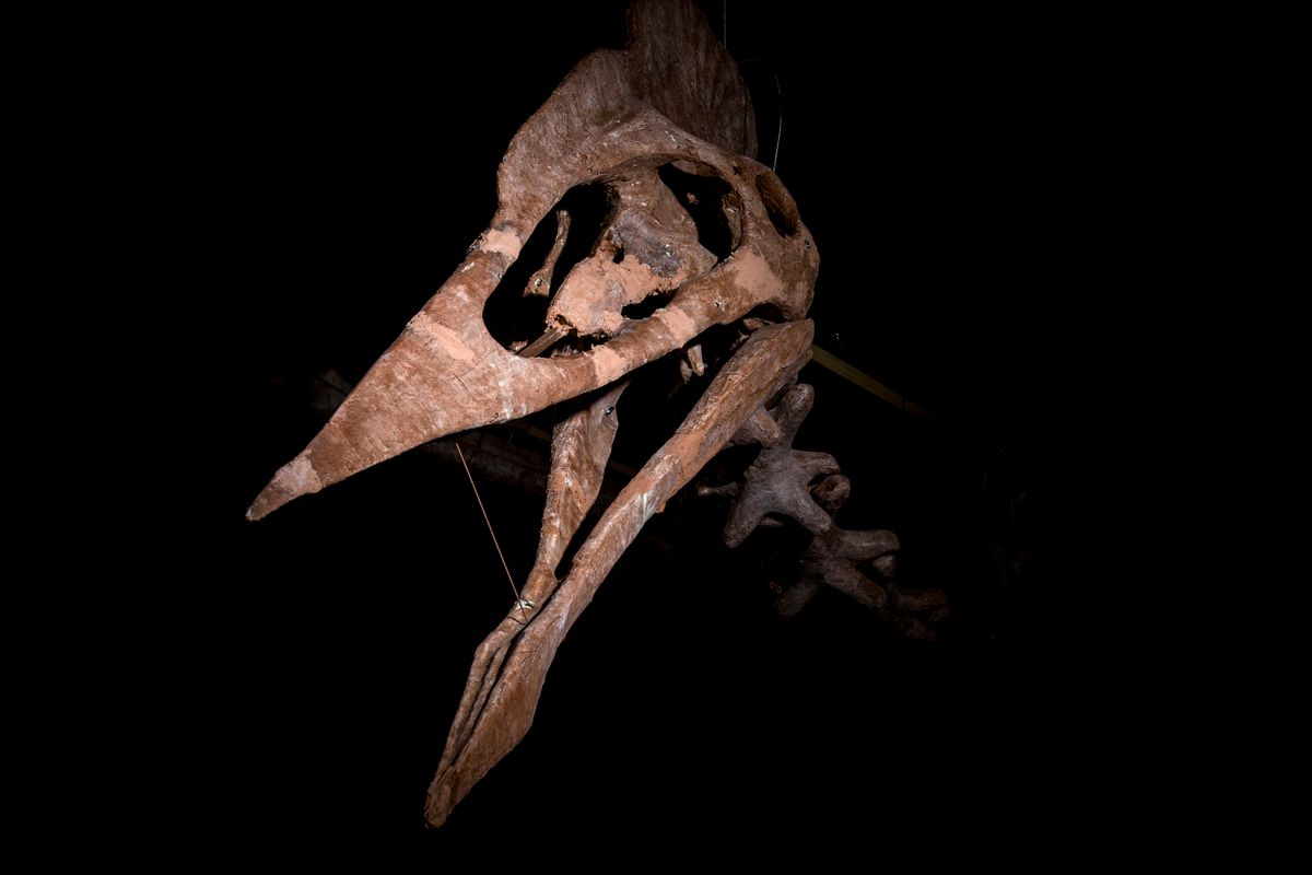"Dracula" May Have Been The Largest Flying Creature The World Has Ever Seen