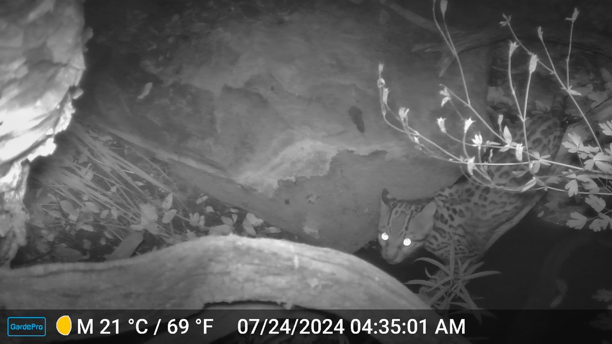 Super Rare – And Super Cute – Ocelot Caught On Camera In Arizona's Sky Island Mountains