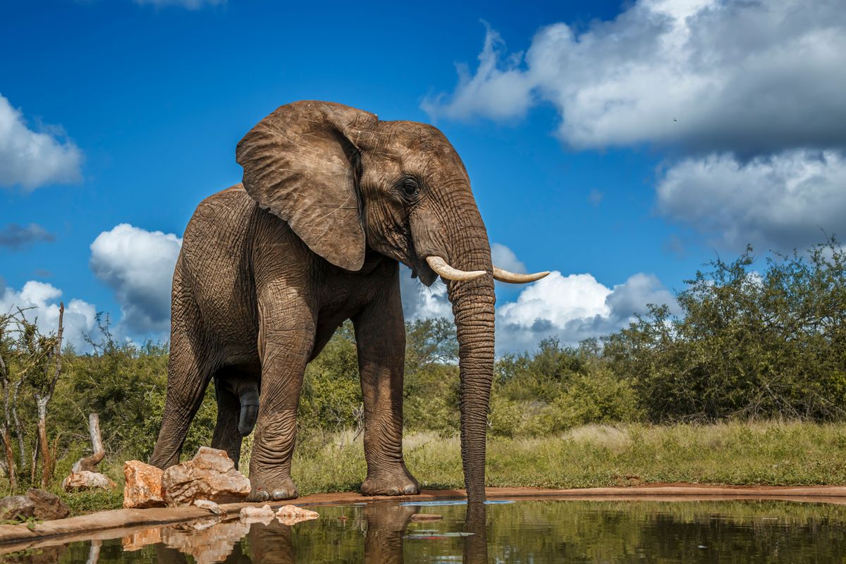 Want Modern Proof Of Evolution? Look At The Elephants Of Mozambique