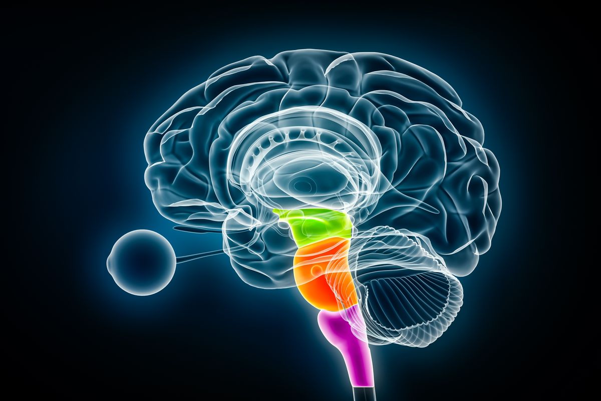 COVID-19 Damages A Major Brain “Control Center”, Ultra-Powerful MRI Scans Reveal
