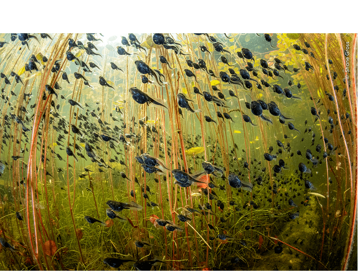 Mystical Underwater World Of Tadpoles Wins Wildlife Photographer Of The Year 2024