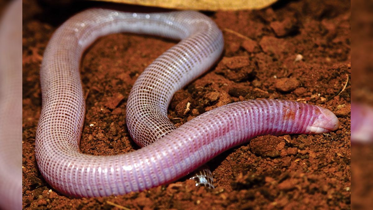 New Worm Lizard Species Just Dropped – And It Looks Thoroughly Bizarre
