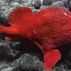 This sea toad was spotted in a previous expedition in September 2017 around Hawaii.