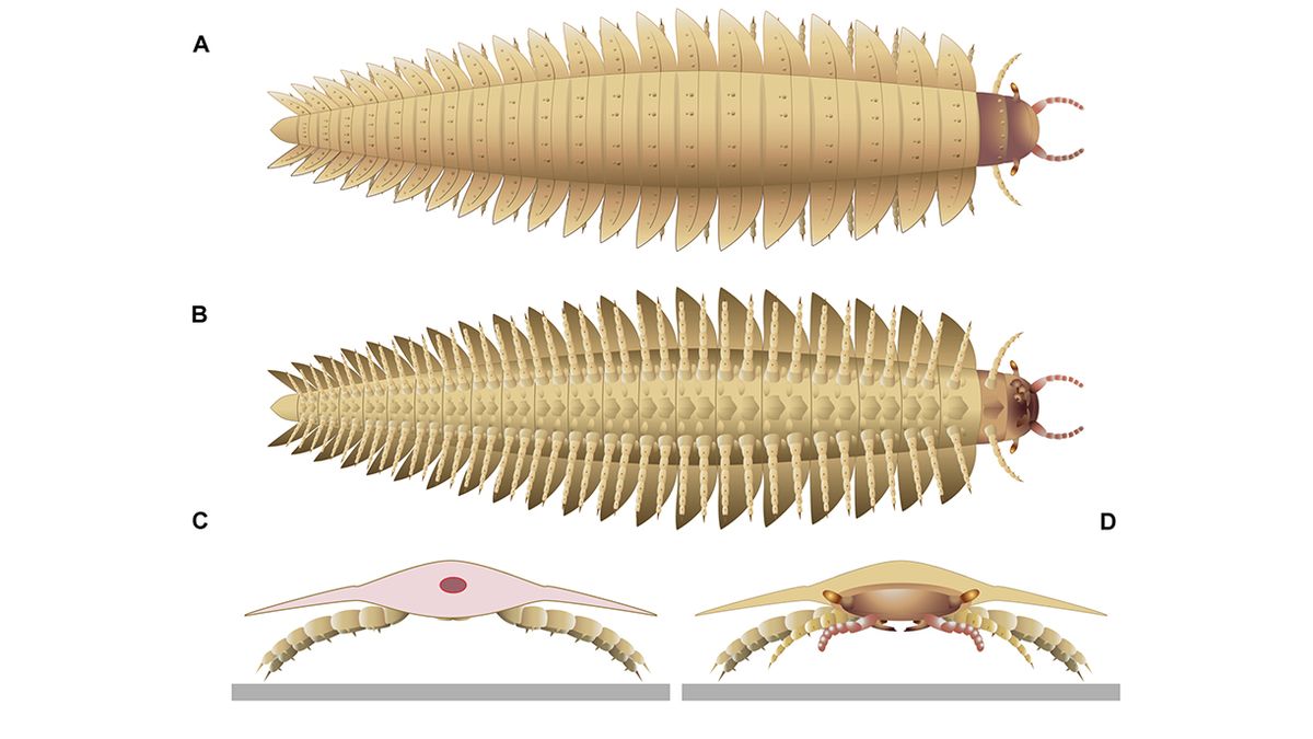 New Fossils Finally Reveal What Head Of Nearly 3-Meter Prehistoric Arthropod Looked Like