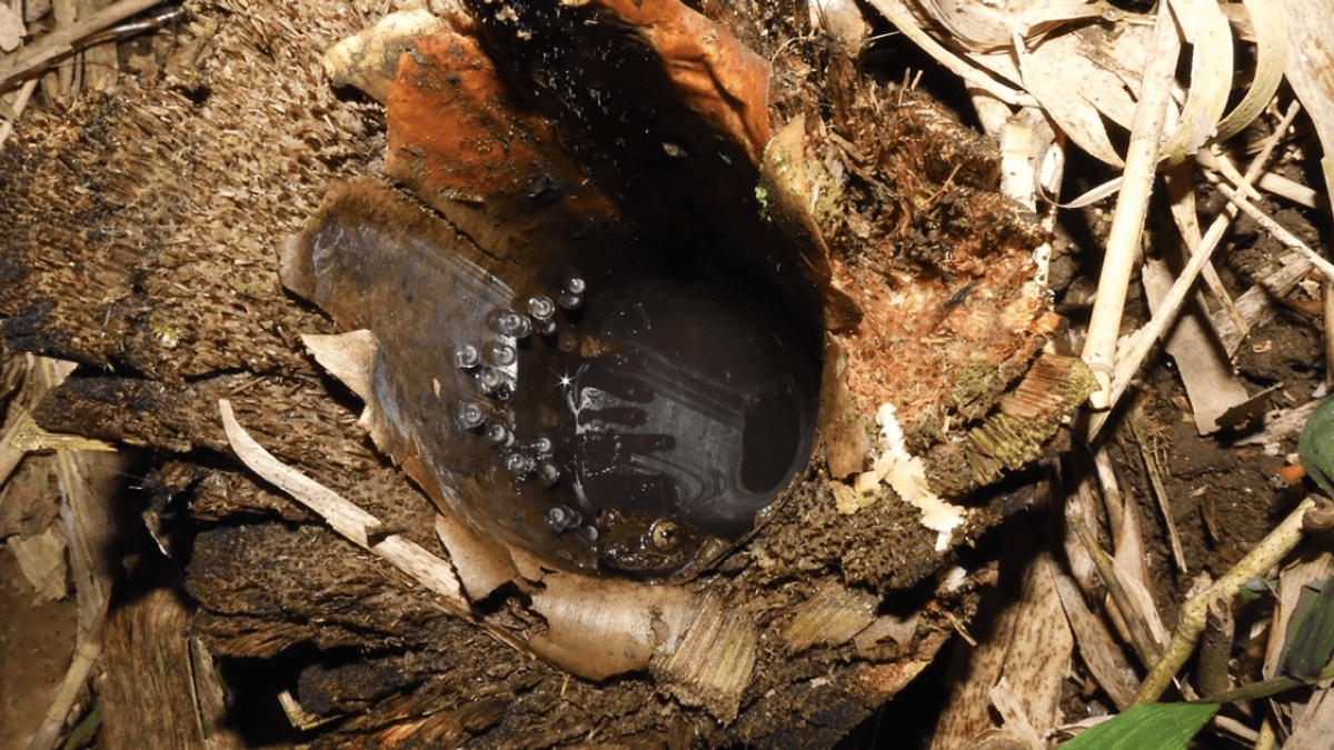 These Incredibly House-Proud Tadpoles Don’t Poop Until They Become Frogs