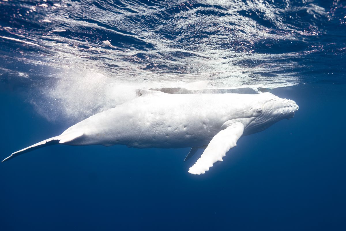 Watch Mesmerizing Footage Of Rare All-White Humpback Whale Calf