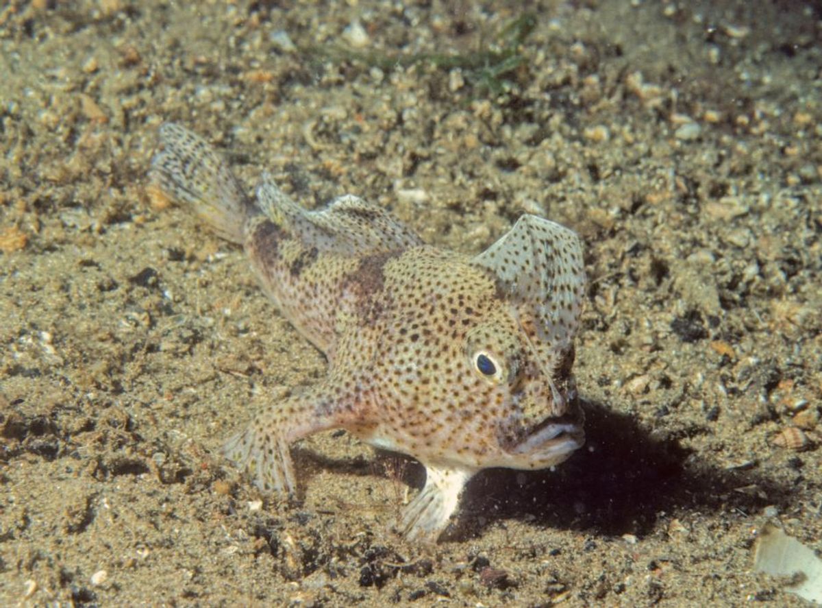 Rare “Walking” Fish Has Genome Sequenced For First Time – But It’s Not Happy About It