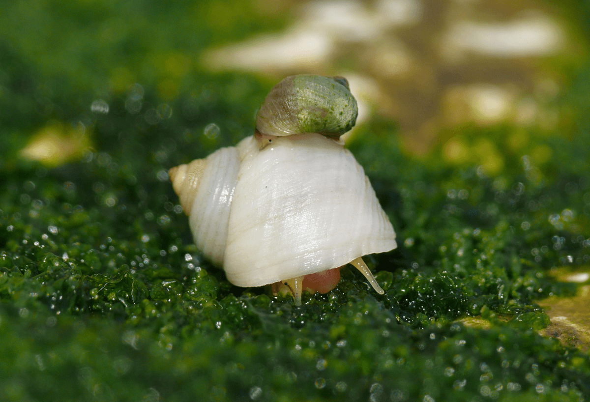Rapid Evolution Observed In Swedish Sea Snails Within Just 3 Years