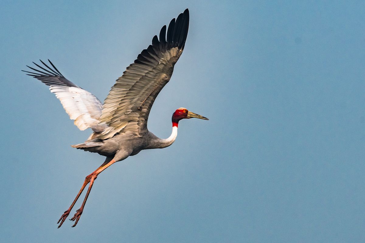 What Is The World’s Tallest Flying Bird?