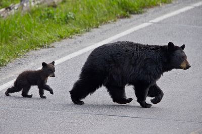 Black bear (ursus americanus) sow and cub-of-the-year crossing the road, yellowstone national park, wyoming, united states of america, north america