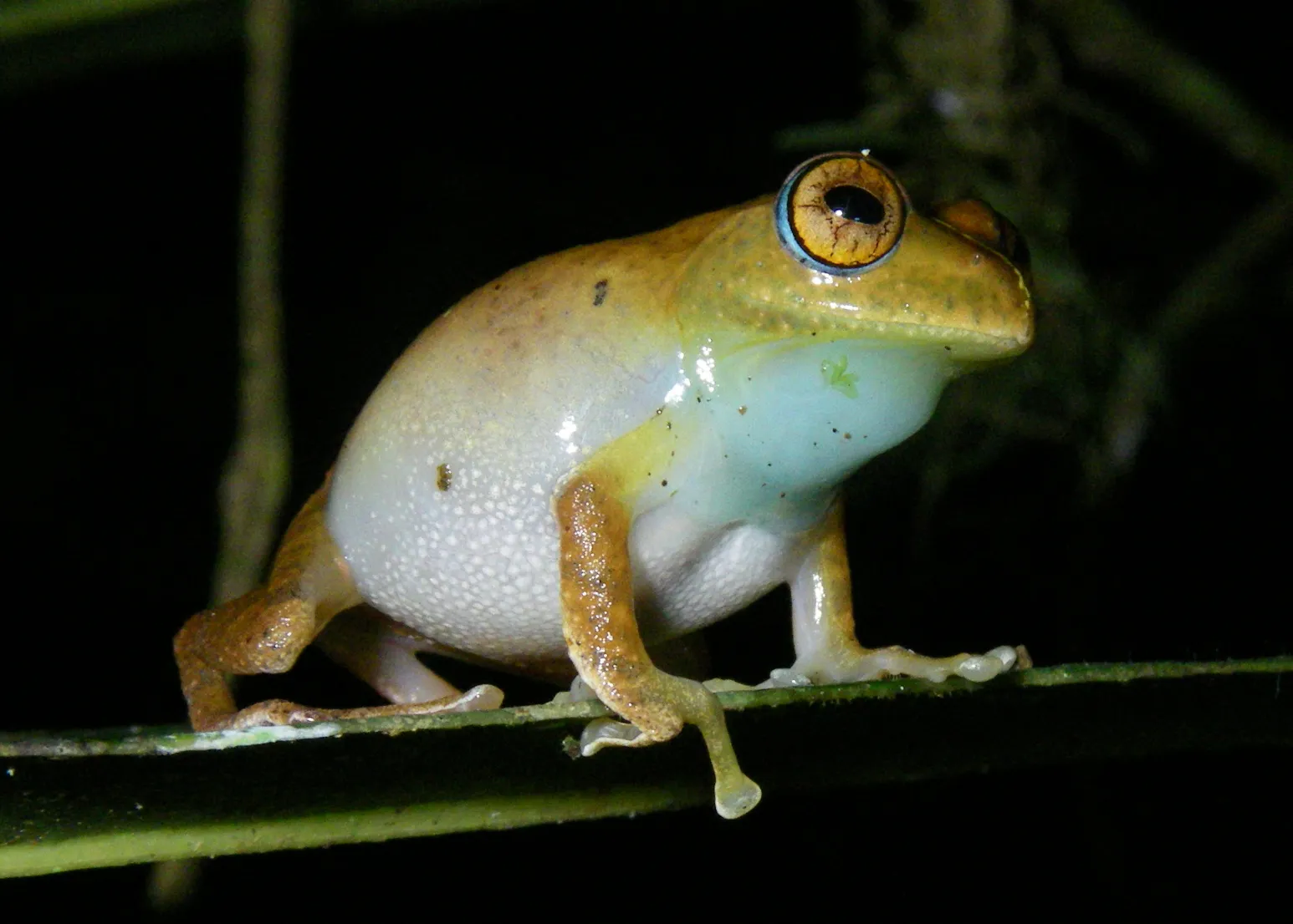 Star Trek-Inspired Names For 7 Newly Discovered Frog Species With