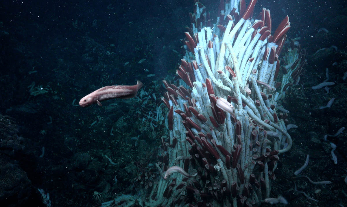 Rich Ecosystem Of Animal Life Found Under Seafloor At 2,500 Meters Water Depth