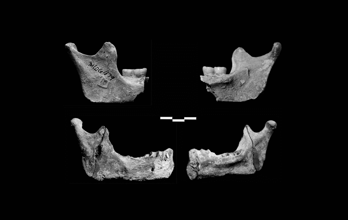 Red Deer Cave People: Mysterious Humans With "Archaic" Features Lived Just 14,000 Years Ago