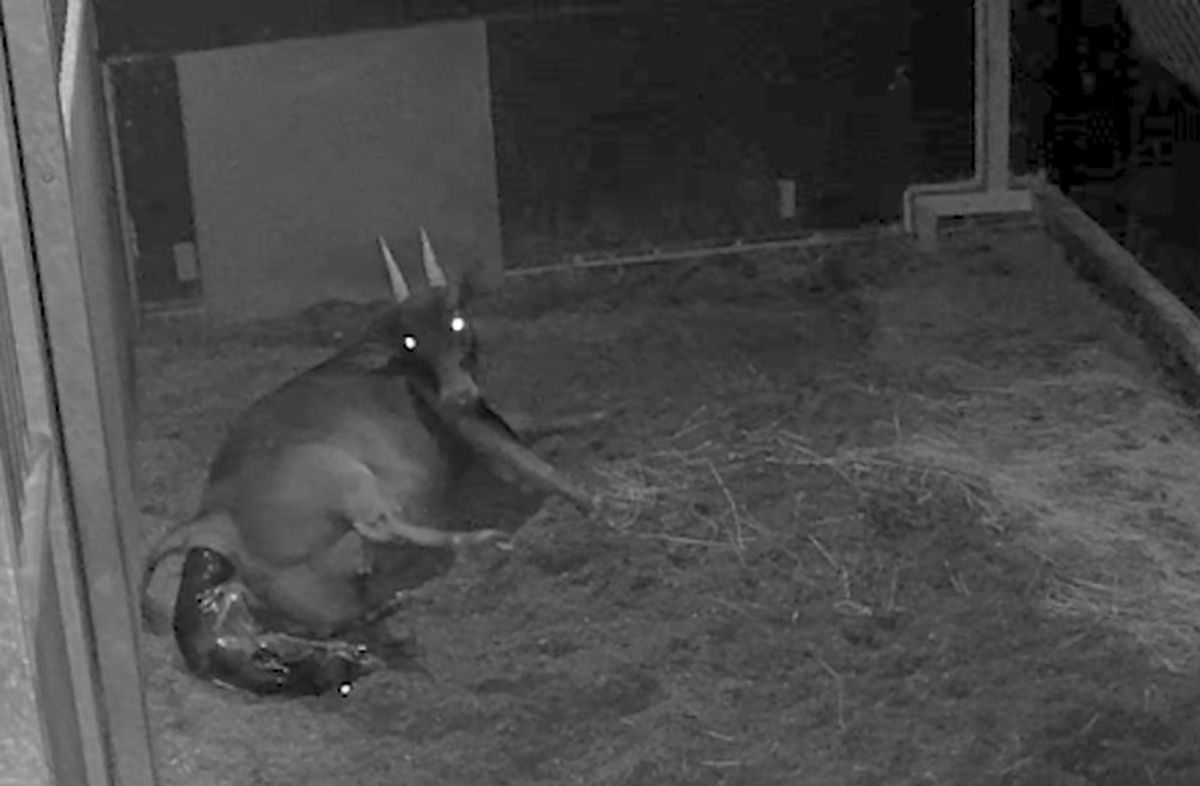 Watch First-Ever Footage Of World’s Smallest Type Of Wild Cattle Giving Birth